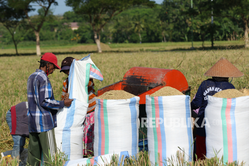 Buruh mengumpulkan gabah yang baru dipanen di persawahan Blimbingsari, Banyuwangi, Sabtu (2/5/2020). Angka produksi beras pada Mei-Juni diprediksi mencapai 3,6 juta ton.