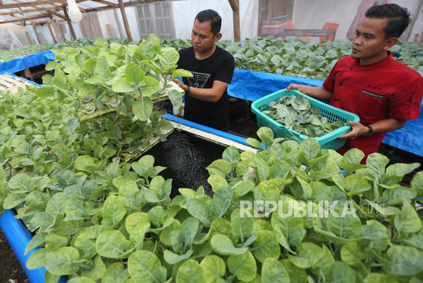 Warga merawat dan memanen tanaman kailan hidroponik yang dibudidayakan dengan sistem rakit apung (ilustrasi)