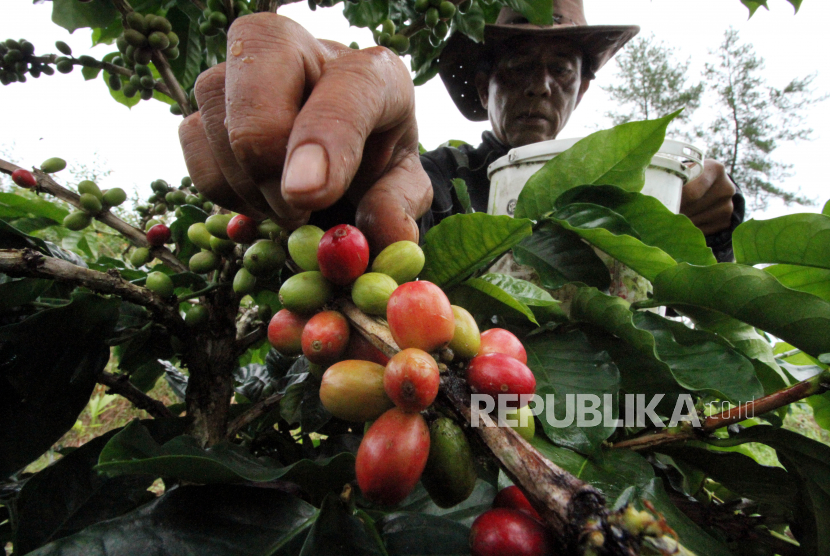 Petani memanen kopi jenis Arabica di perkebunan Jabal Antara, Kecamatan Nisam Antara, Aceh Utara, Aceh,  Ahad (29/11/2020). Menurut data Dinas Perindustrian Perdagangan Koperasi dan Usaha Kecil Menengah (Disperindagkop) Aceh, ekspor komoditas Kopi Arabica Gayo ke pasar Internasional terus menurun hingga 70 persen dan memasuki musim panen akhir tahun 2020, harga kopi di tingkat petani anjlok dari Rp12 ribu per kilogram menjadi Rp7 ribu perkilogram, akibat pandemi COVID-19. 