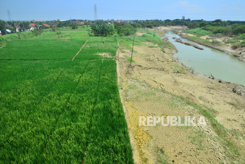 Menteri Pertanian Syahrul Yasin Limpo menargetkan, food estate Kalimantan Tengah bisa menghasilkan padi sebanyak 5 ton per hektare. Hal itu akan dikejar dengan melakukan upaya intensifikasi lahan sawah di area rawa yang saat ini sudah berproduksi namun dengan tingkat rendah.