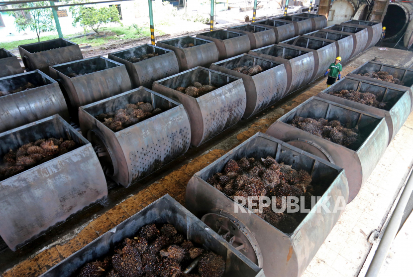 Karyawan mengawasi Tanda Buah Segar (TBS) kelapa sawit seusai dimasak untuk pengolahan minyak sawit mentah atau crude palm oil (CPO) di salah satu pabrik minyak kelapa sawit milik PT.Karya Tanah Subur (KTS) Desa Padang Sikabu, Kaway XVI, Aceh Barat, Aceh, Jumat (21/7/2023). Data kantor wilayah Direktorat Jenderal Bea Cukai (DJBC) Aceh menyatakan minyak sawit mentah atau crude palm oil (CPO) merupakan penyumbang terbanyak penerimaan kepabeanan dan cukai pada semester pertama 2023 yang mencapai Rp34,79 miliar di provinsi ujung barat Indonesia. 