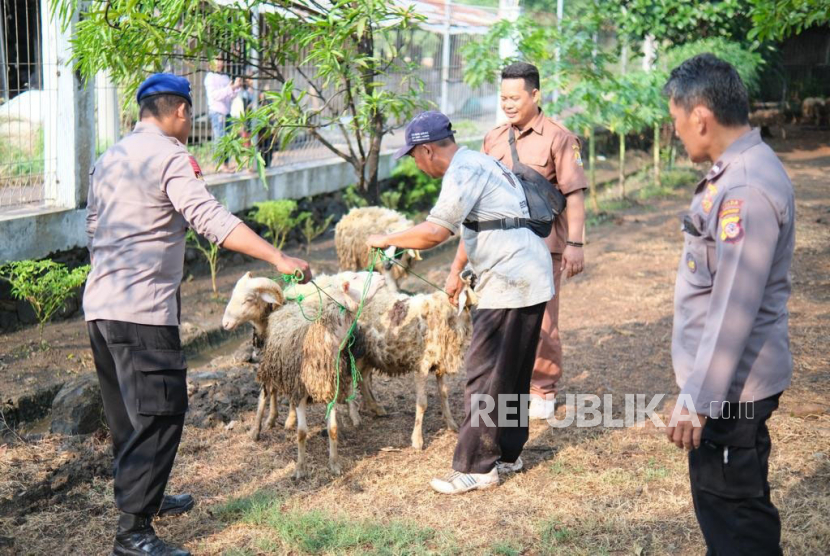 Menyambut Idul Adha, Cirebon Power mendistribusikan 58 hewan kurban untuk masyarakat dan pemangku kepentingan sekitar perusahaan, Senin (26/6/2023).