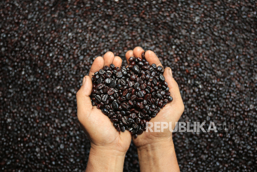Provinsi Lampung mencatat pada 2020 ekspor biji kopi dari daerah itudapat mencapai 237 ribu ton (ilustrasi).
