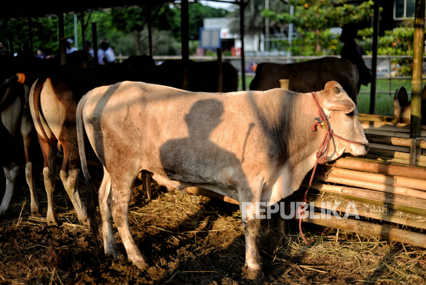 Pedagang menyemprotkan cairan disinfektan di tenda penjualan hewan kurban di kawasan Kuningan. Bupati Kuningan harap sapi dari wilayahnya jangan keluar dulu selama vaksinasi PMK.