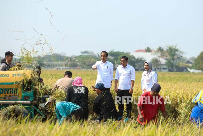 Presiden Joko Widodo (Jokowi) melakukan panen raya padi.