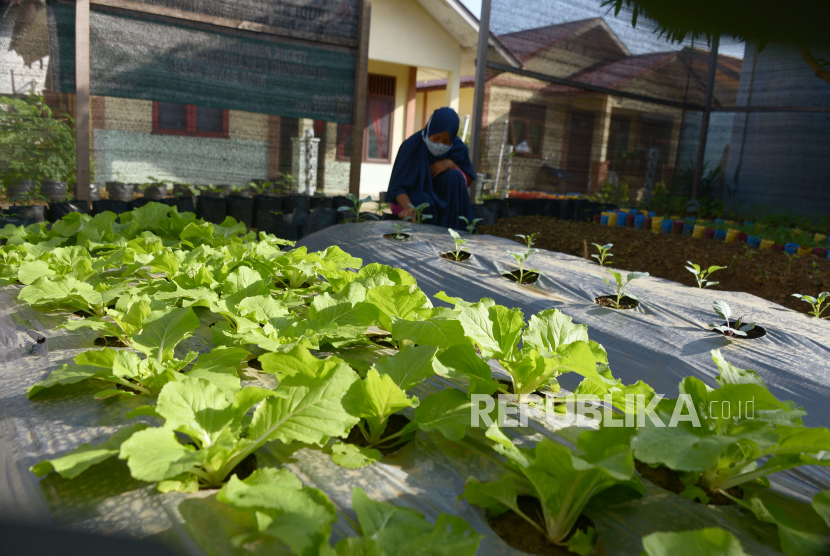 Ibu rumah tangga merawat berbagai jenis tanaman holtikultura dengan memanfaatkan lahan pekarangan rumahnya di desa percontohan Kampung Peulanggahan, Kecamatan Kutaraja, Banda Aceh, Aceh, Kamis (12/11). Kementan tengah menjalankan program strategis dan kampanye Pekarangan Pangan lestari (P2L).