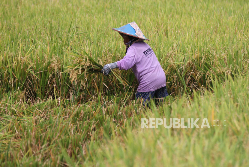 Petani memanen padi di lahannya yang terendam air hujan di kawasan rawan banjir di Ngawi, Jawa Timur, untuk mengantisipasi kerugian pada lahan pertanian terdampak banjir sebagai akibat dari fenomena alam La Nina yang menyebabkan peningkatan curah hujan di berbagai daerah. 