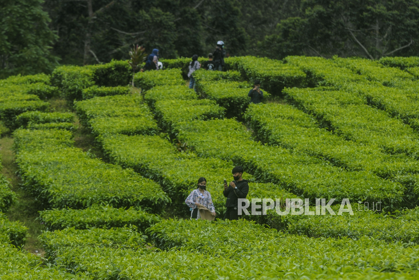 Sejumlah warga berwisata di kawasan kebun teh Puncak, Bogor, Jawa Barat, Kamis (3/3/2023). Perpustakaan Kota Bogor menumbuhkan kembali literasi mengenai teh.
