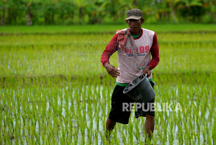 PT Pupuk Indonesia (PI) menyiapkan stok pupuk bersubsidi urea dan NPK bagi petani di Provinsi Lampung sebanyak 47.250 ton. (ilustrasi).