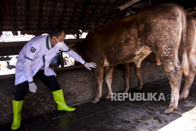 Petugas memeriksa kesehatan hewan sapi di UPT Rumah Potong Hewan (RPH) Ciroyom, Jalan Arjuna, Cicendo, Kota Bandung, Rabu (18/5/2022). Pemerintah Kota Bandung melalui Dinas Ketahanan Pangan dan Pertanian (DKPP) Kota Bandung berupaya mencegah penyebaran wabah penyakit mulut dan kuku (PMK) khususnya di RPH dengan memastikan dokumen kesehatan dan administrasi hewan ternak, penyemprotan disinfektan secara berkala, pemeriksaan kesehatan, serta menyiapkan kandang isolasi untuk hewan ternak. Foto: Republika/Abdan Syakura