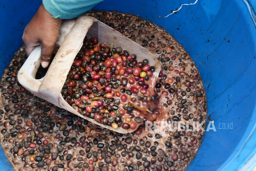 Aktivitas fermentasi buah kopi di gerai Kopi Puntang di kawasan Cimaung, Bandung, Kamis (21/9/2023).