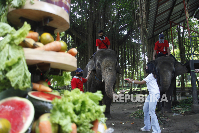 Petugas memberikan makan gajah koleksi Solo Zoo atau Taman Satwa Taru Jurug (TSTJ) Solo, Jawa Tengah, Ahad (17/1). Kebun binatang Taman Satwa Taru Jurug (TSTJ) di Solo tetep dibuka saat libur Idul Fitri 1442 H.