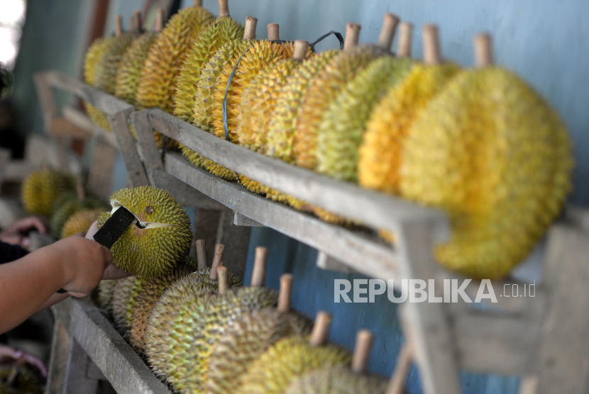 Pembeli memilih durian di desa penghasil durian (ilustrasi).