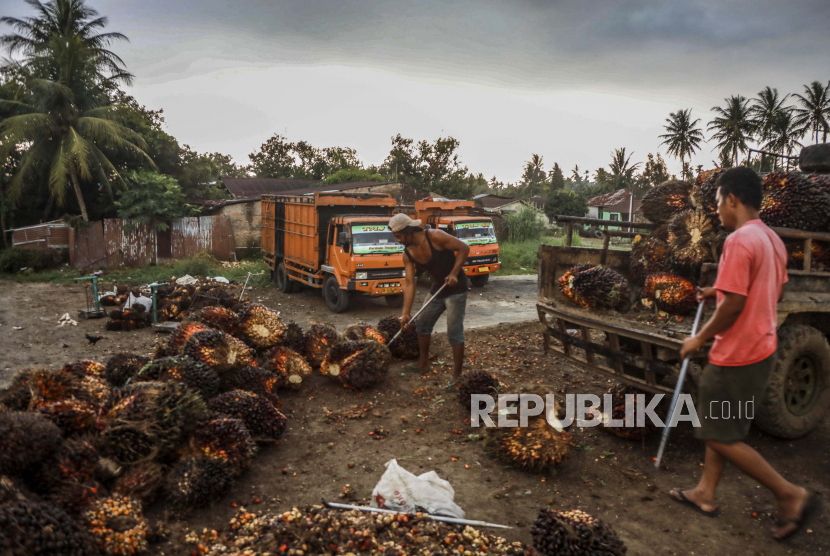 Pekerja memuat buah sawit ke truk di perkebunan sawit di Deliserdang, Sumatra Utara, 15 Maret 2022. 