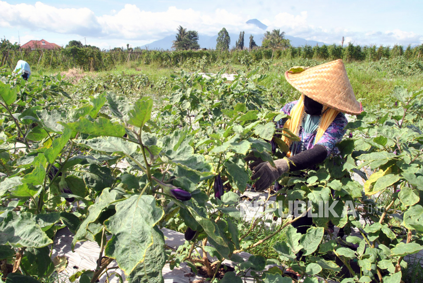 Petani memanen terong di Kampung Batuhulung, Kelurahan Balumbang Jaya, Kota Bogor, Jawa Barat, Senin (22/3).  Bank Indonesia (BI) mencatat pertumbuhan kredit UMKM sektor pertanian tumbuh positif 16,7 persen pada Desember 2020. 