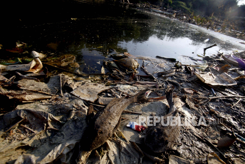 Ikan mati tergeletak di pinggir sungai yang tercemar limbah. 