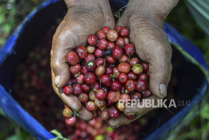 Petani kopi Robusta di sentra perkebunan kopi di Provinsi Lampung menyiasati dampak pandemi Covid-19 dengan cara tumpang sari. 