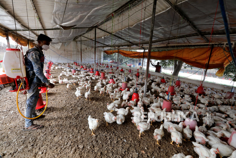 Pekerja menyemprot peternakan unggas setelah flu burung (H5N1) atau peringatan Flu Burung, di Bhopal, India, 07 Januari 2021. Menurut laporan berita, kasus Flu Burung telah dilaporkan di negara bagian Himachal Pradesh, Madhya Pradesh, Rajasthan dan Kerala di seluruh India dan hampir 25.000 burung telah mati karenanya.