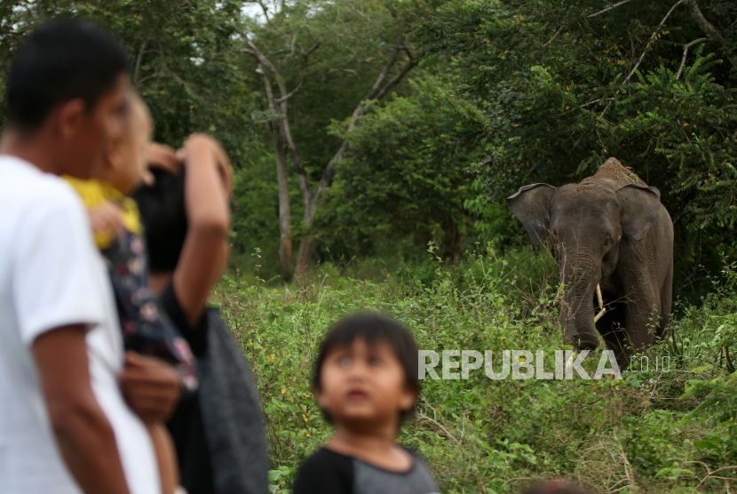 Pawang (Mahout) mendampingi anak-anak melihat seekor gajah jinak liar yang terluka pada bagian kaki akibat terkena jerat yang mulai membaik setelah mendapat perawatan dari tim medis Balai Konservasi Sumber Daya Alam (BKSDA) Aceh di PLG Saree, Aceh Besar, Aceh, Senin (3/8/2020). Tim medis PLG Saree merawat dua ekor gajah yang terluka parah pada bagian perut dan seekor gajah liar yang terluka pada kaki akibat terkena jerat pemburu. 