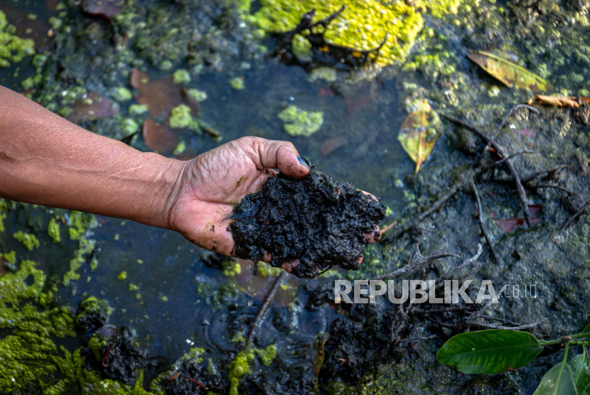 Ketua komunitas Lingkar Juang Karimunjawa Bambang Zakariya menunjukkan pencemaran sisa limbah tambak udang vaname di sekitar area hutan mangrove tepi pantai Desa Kemujan, Karimunjawa, Jepara.
