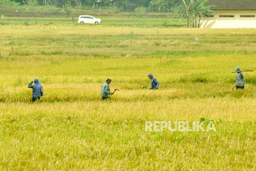 Ilustrasi para petani memanen padi secara tradisional di sawah.
