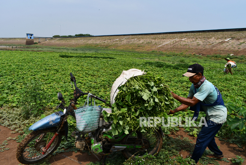 Petani memanen sayur daun ubi jalar (ilustrasi). Produksi palawija di Kabupaten Lebak, Provinsi Banten dari Januari - Mei 2022 mencapai 17.699 ton dengan lahan tanam seluas 6.024 hektare dan panen 5.480 hektare.