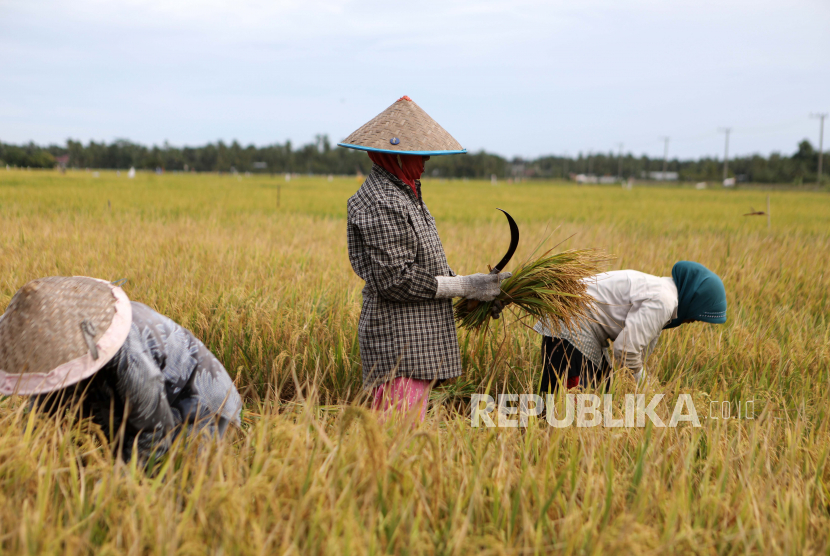 Petani memanen padi di sawah (ilustrasi)