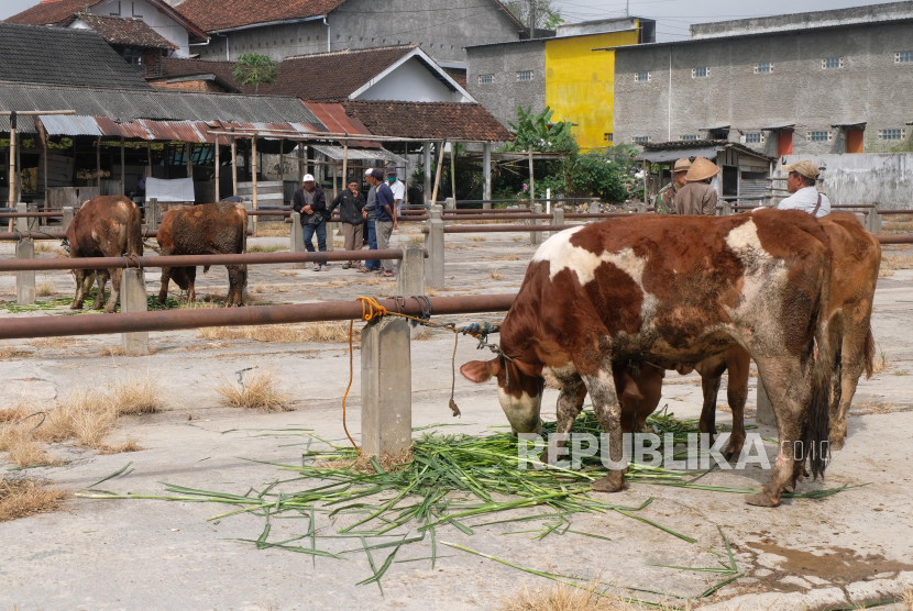 Suasana pasar hewan yang sepi di Ngaren, Ngadirejo, Temanggung, Jawa Tengah, Jumat (24/6/2022). Satgas PMK memastikan percepatan penanganan di wilayah zona merah.