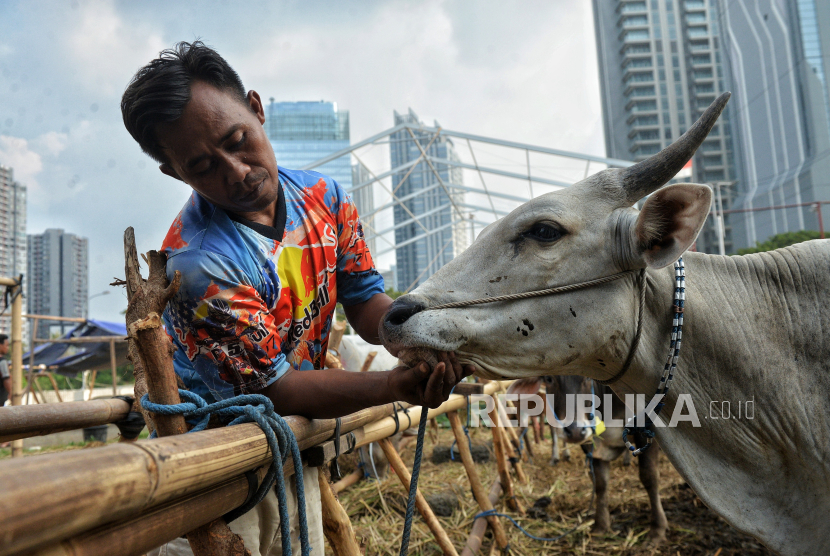 Penjual hewan kurban memberi pakan sapi yang dijajakan di kawasan Kuningan, Jakarta, Senin (10/6/2024). 