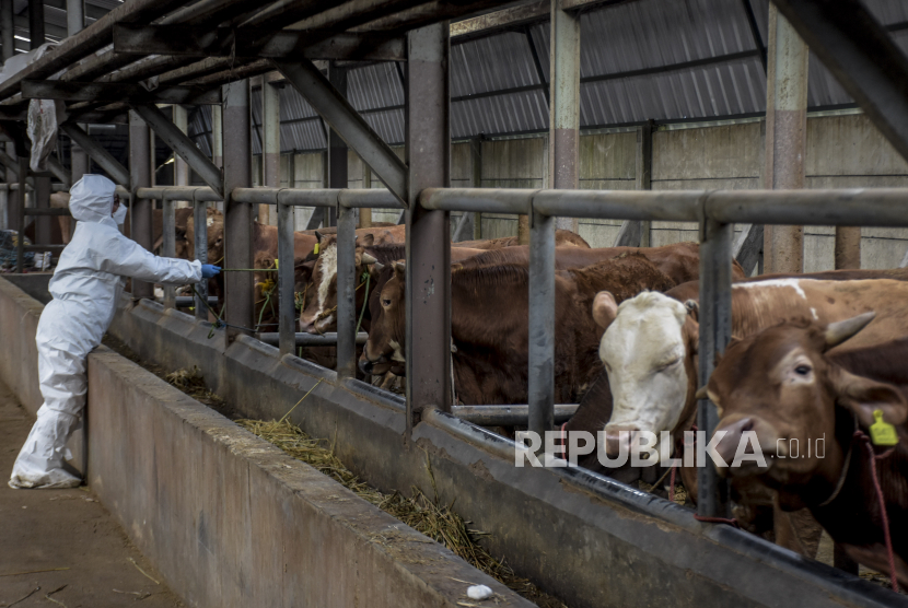 Petugas dari Dinas Ketahanan Pangan dan Pertanian (DKPP) Kota Bandung bersiap untuk menyuntikkan vaksin penyakit mulut kuku (PMK) ke hewan ternak sapi di Babakan Ciparay, Kota Bandung, Senin (27/6/2022). Pemkot Bandung menganggarkan dana sebesar Rp 900 juta untuk vaksinasi hewan ternak.
