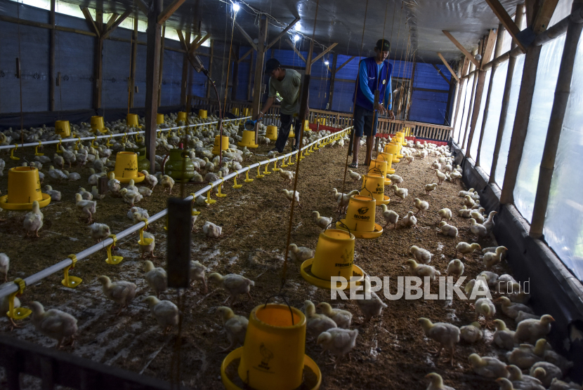 Peternak memberikan pakan ayam broiler di Dzeta Farm, Desa Margaluyu, Kabupaten Tasikmalaya, Jawa Barat, Selasa (23/5/2023).