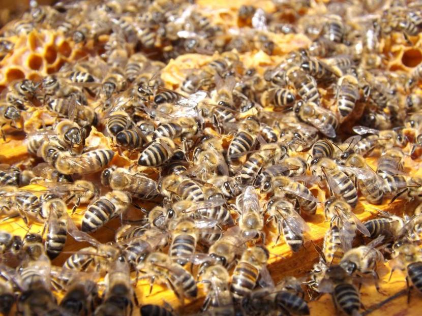 ILUSTRASI Sekawanan lebah dikisahkan pernah menjaga jasad seorang sahabat Rasulullah SAW dari tangan-tangan kaum musyrikin.