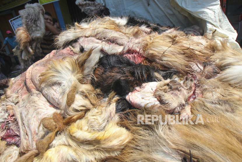 Pengepul menyortir kulit kambing di Surabaya, Jawa Timur, Jumat (31/7/2020). Kulit hewan kurban tersebut dibeli dari warga dengan harga Rp15.000 per lembar kulit kambing dan Rp3.000 per kilogram untuk kulit sapi. 