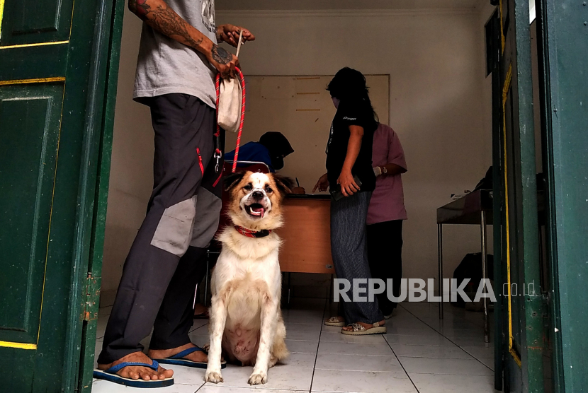 Warga membawa anjing untuk vaksinasi rabies di Poliklinik Hewan Kota Yogyakarta, Selasa (15/2/2023). Sebanyak 500 dosis vaksin rabies disiapkan untuk vaksinasi rabies gratis hewan peliharaan kucing dan anjing  oleh Dinas Pertanian dan Pangan Kota Yogyakarta. Vaksinasi ini bekerja sama dengan Animal Friends Jogja (AFJ) dan dilakukan hingga Kamis (17/2/2023) mendatang. Program vaksinasi rabies untuk kucing dan anjing ini untuk upaya mempertahankan Kota Yogyakarta sebagai daerah bebas rabies.