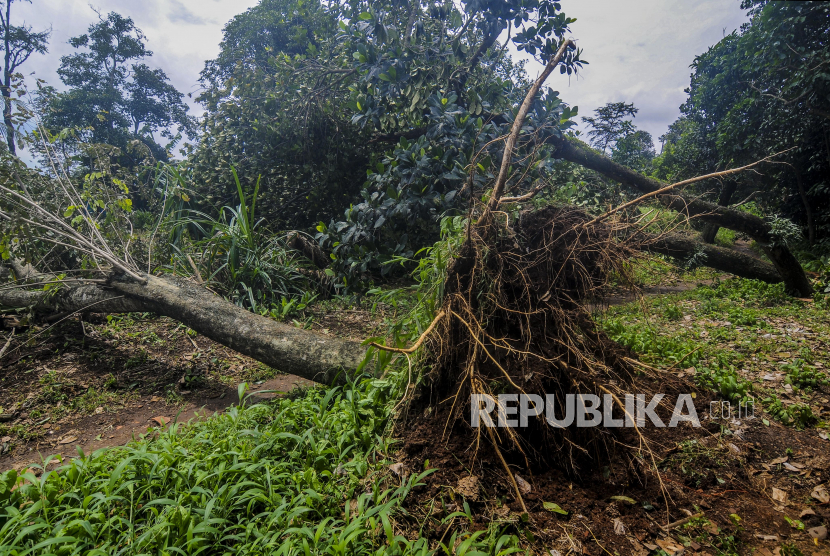 Pohon yang tumbang pasca bencana angin puting beliung di kawasan Sumur Batu, Bantargebang, Bekasi