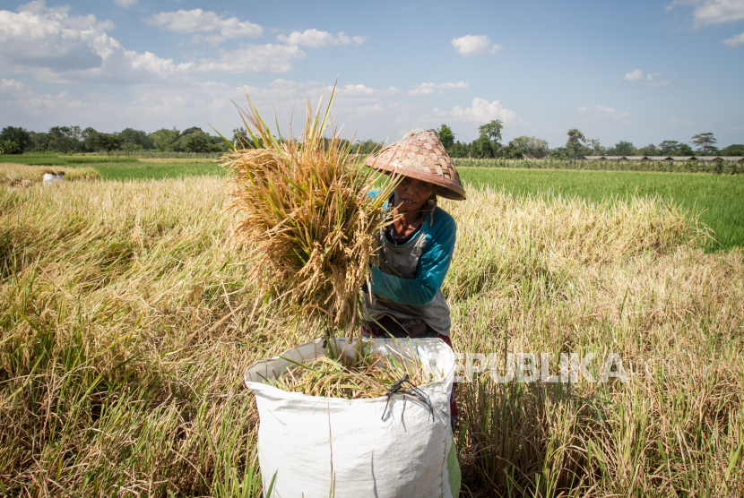 Petani memasukan hasil panen padi ke dalam karung . ilustrasi
