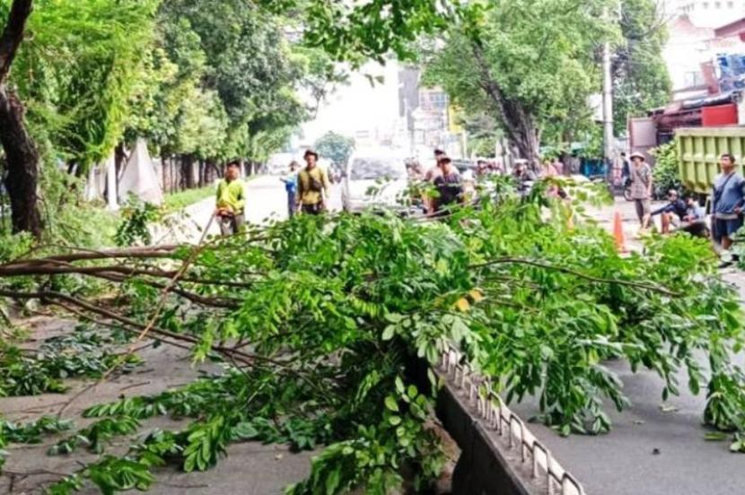 Jakarta Barat Gencarkan Pemangkasan Pohon Cegah Tumbang Saat Hujan