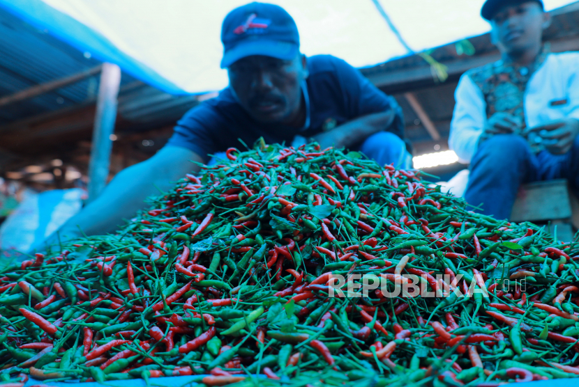 Pedagang mengumpulkan cabai rawit jualnya di pasar Mamuju, Sulawesi Barat. Harga komoditas cabai belakangan terus melambung tinggi di tingkat konsumen. Petani cabai menjelaskan, situasi tersebut tak lepas dari adanya gangguan pertanaman berupa serangan hama yang hampir terjadi di seluruh wilayah sentra pertanaman Indonesia.