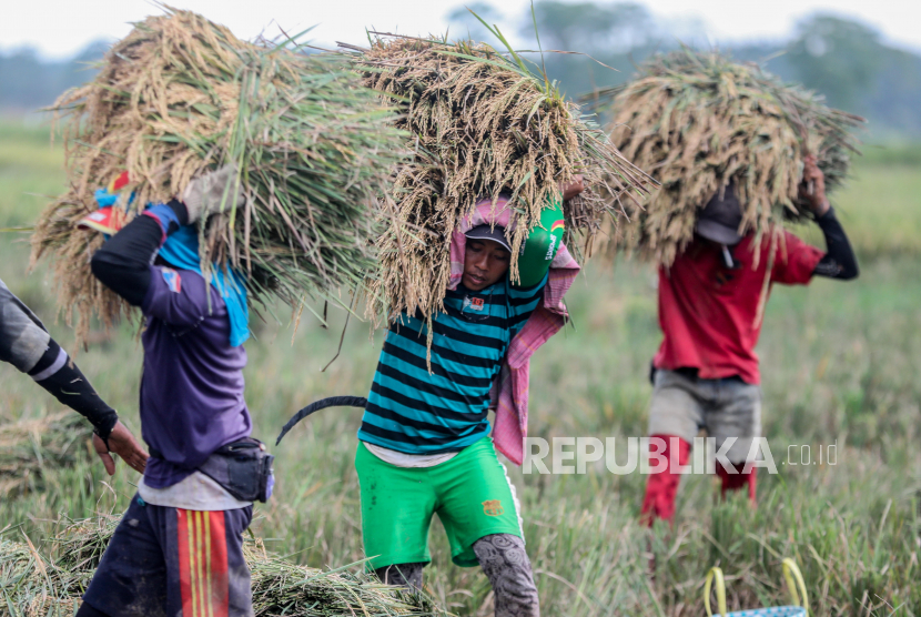 Petani Indonesia memanen beras di sawah pada hari panen di Deli Serdang, Sumatera Utara, Indonesia, 24 Maret 2021. 