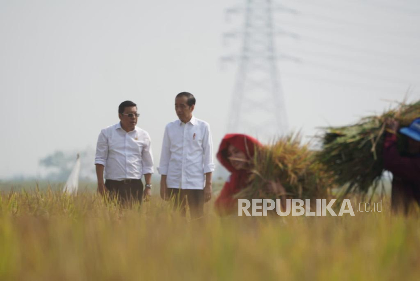 Plt. Menteri Pertanian, Arief Prasetyo, mendampingi Presiden Joko Widodo saat panen raya padi di Desa Ciasem Girang, Kecamatan Ciasem, Kabupaten Subang,  Sukamadi, Jawa Barat, Ahad (8/10/2023). Dihamparan seluas 760 hektar dengan produktivitas mencapai 8,4 ton / hektar Presiden Jokowi memastikan panen padi tetap berjalan disejumlah lokasi dan produksi padi nasional maksimal meski ditengah ancaman iklim El Nino. 