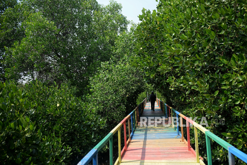 Warga berkunjung ke Hutan Mangrove Muara Tawar Segarajaya, Tarumajaya, Kabupaten Bekasi, Jawa Barat, Rabu (30/8/2023). Pemerintah meminta masyarakat tidak merusak hutan mangrove.