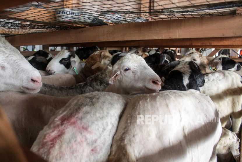 Sejumlah domba berada di kandang sebelum dikirim ke Brunei Darussalam melalui Bandara Udara Internasional Juanda, Sidoarjo, Jawa Timur, Senin (21/12/2020). Kementerian Pertanian melalui Badan Karantina Pertanian meluncurkan program gerakan tiga kali lipat ekspor (Gratieks) dengan mengirim domba sebanyak 317 ekor per bulan dari total kuota 2.000 ekor. 