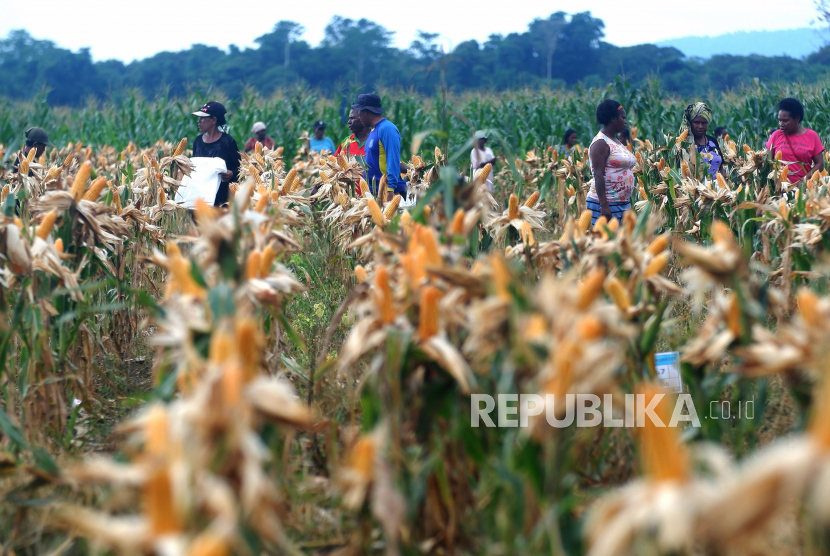 Petani memetik jagung saat panen perdana di kawasan lumbung pangan (food estate) Kampung Wambes, Distrik Mannem, Keerom, Papua, Kamis (6/7/2023).