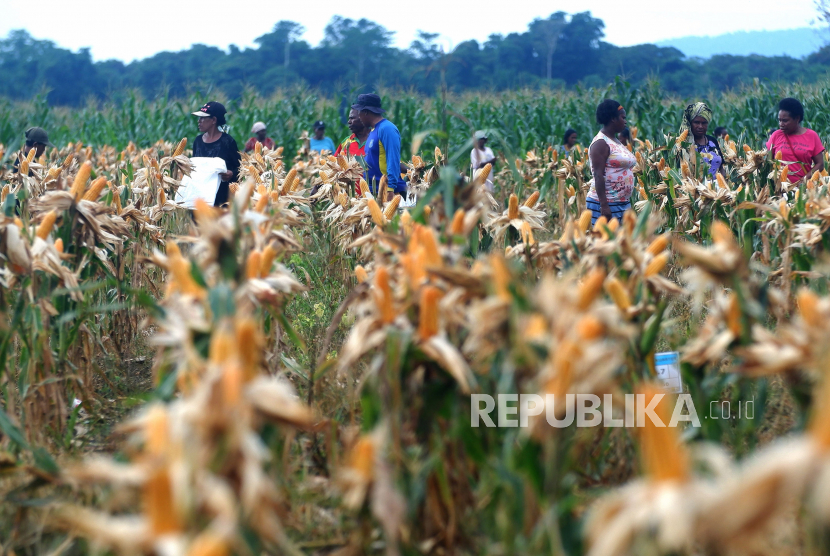 Petani memetik jagung saat panen perdana di kawasan lumbung pangan (food estate) Kampung Wambes, Distrik Mannem, Keerom, Papua. 