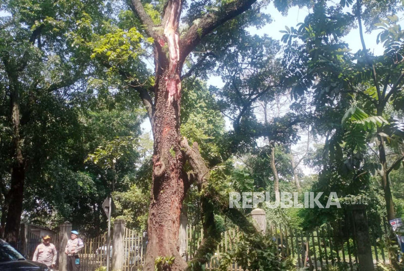 Dahan pohon patah dilaporkan menimpa sejumlah orang di kawasan Jalan Tamansari, Kota Bandung, Jawa Barat, Jumat (22/12/2023).