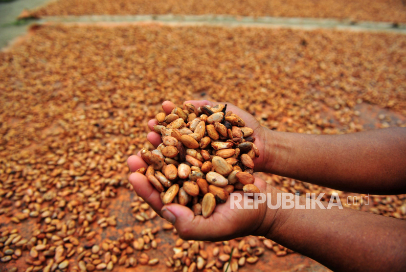 Warga menunjukkan biji kakao saat penjemuran di Betung, Muarojambi. Biji kakao kering merupakan salah satu komoditas pertanian yang menjadi objek pajak barang hasil pertanian tertentu.  (ilustrasi)