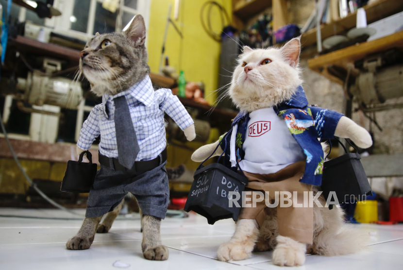 Kucing peliharaan didandani dengan pakaian seperti manusia (Ilustrasi). Memelihara kucing dalam jumlah banyak sebetulnya tidak masalah. 
