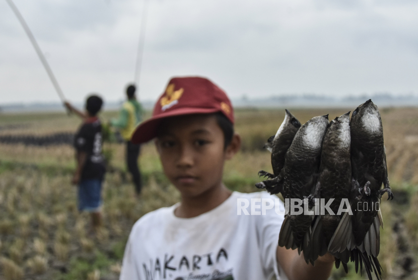 Seorang anak menunjukan hasil memancing Burung Walet (Collocalia Vestita) di Desa Ciganjeng, Kabupaten Pangandaran Jawa Barat, Jumat (15/9/2023). Menangkap burung walet menggunakan umpan hama kungkang atau serangga walang sangit (Leptocorisa oratorius) itu dilakukan warga saat musim panen padi, dalam sehari bisa mendapatkan 200 ekor - 300 ekor untuk dikonsumsi dan diperjualbelikan.  