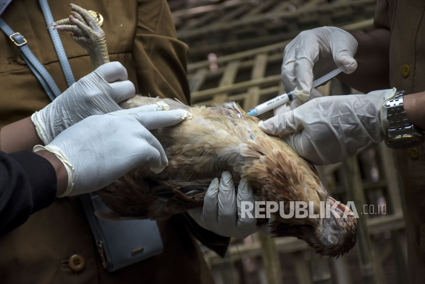 Petugas Dinas Ketahanan Pangan dan Pertanian (DKPP) menyuntikkan vaksin kombinasi ND+AI Inaktif ke seekor ayam sebagai antisipasi penyebaran flu burung,