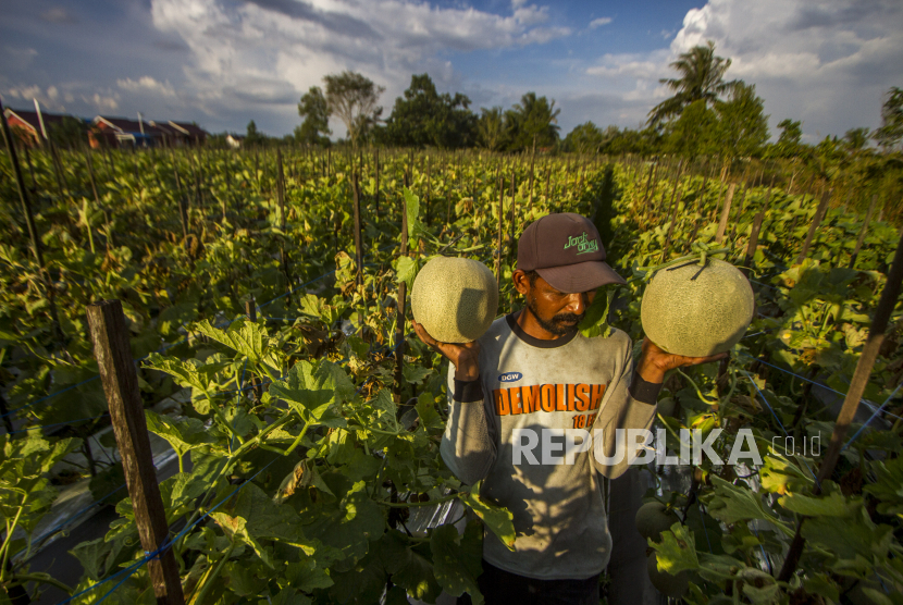 Petani membawa buah melon hasil panennya (ilustrasi). Pemerintah Provinsi Sulawesi Tengah (Pemprov Sulteng) menjamin petani di di sekitar kawasan pangan dapat mengelola lahan-lahan pertanian di dalam kawasan pangan.